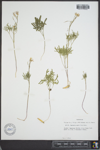 Cardamine multifida image