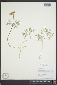 Cardamine multifida image