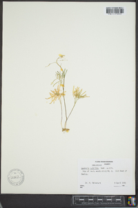 Cardamine multifida image