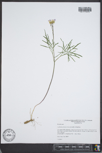 Cardamine multifida image