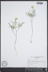 Cardamine multifida image