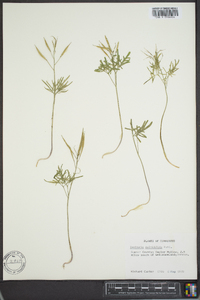 Cardamine multifida image