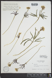 Cardamine multifida image