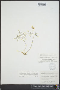 Cardamine multifida image