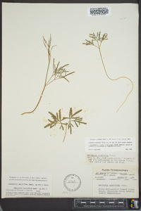 Cardamine multifida image