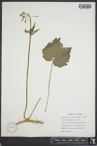 Cardamine diphylla image