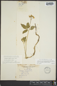 Cardamine diphylla image