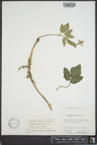 Cardamine diphylla image