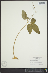 Cardamine diphylla image