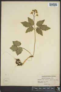 Cardamine diphylla image