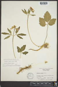 Cardamine diphylla image