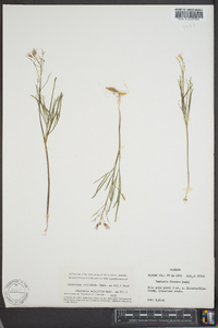 Cardamine dissecta image