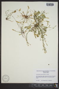 Leavenworthia exigua var. exigua image