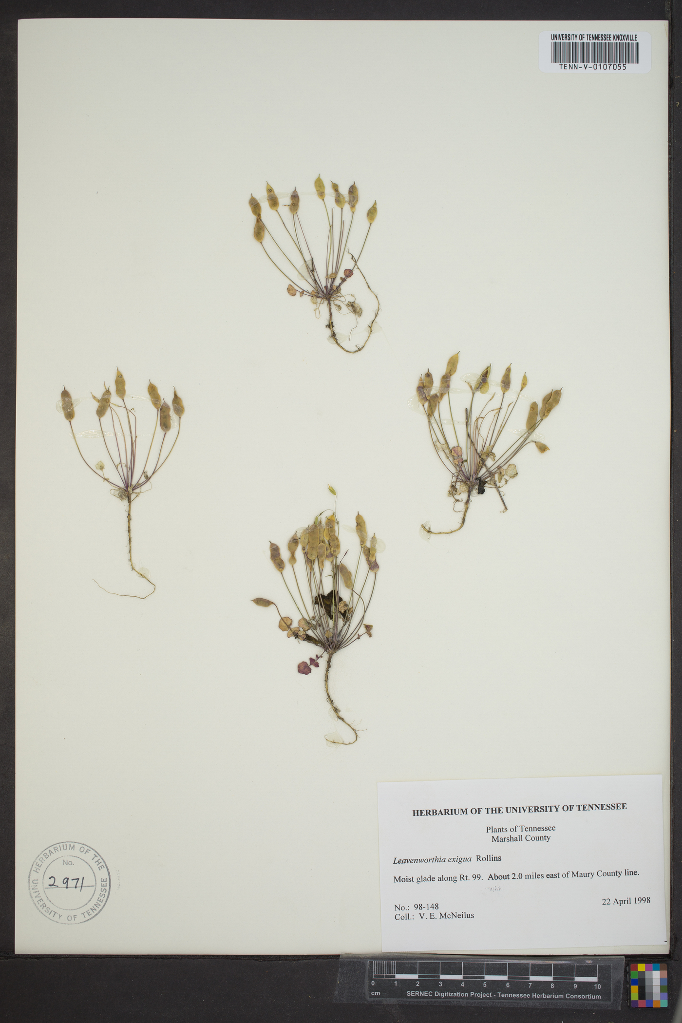 Leavenworthia exigua var. exigua image