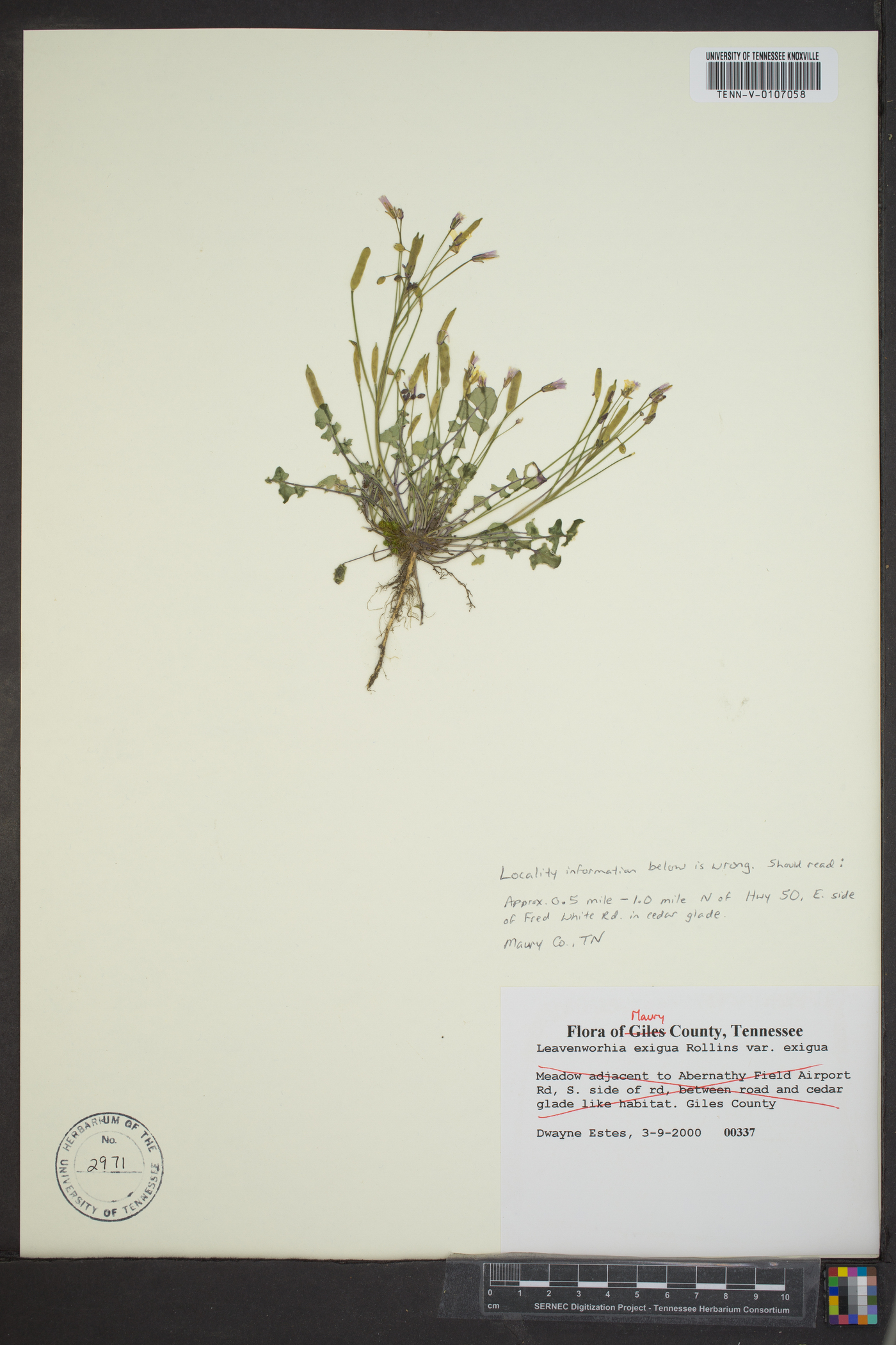 Leavenworthia exigua var. exigua image