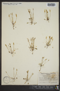 Leavenworthia exigua var. exigua image
