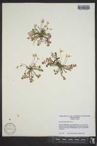 Leavenworthia stylosa image