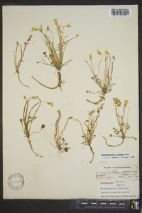 Leavenworthia stylosa image