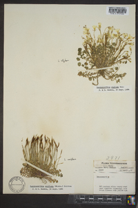 Leavenworthia stylosa image