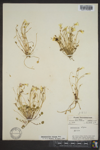 Leavenworthia stylosa image