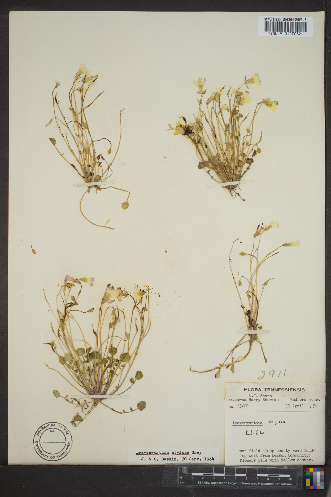 Leavenworthia stylosa image