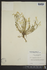 Leavenworthia stylosa image