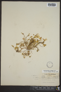 Leavenworthia stylosa image