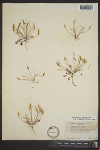 Leavenworthia stylosa image