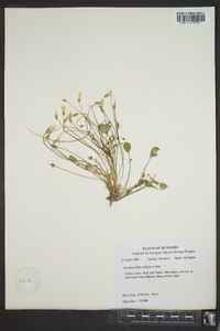 Leavenworthia stylosa image