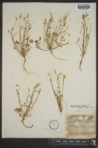 Leavenworthia stylosa image
