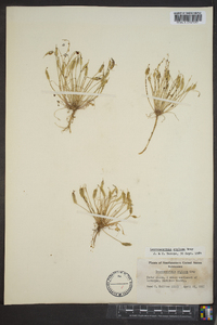 Leavenworthia stylosa image