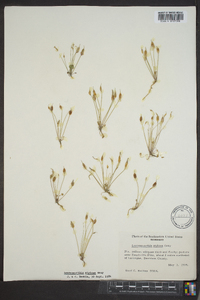 Leavenworthia stylosa image