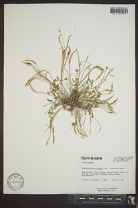 Leavenworthia stylosa image