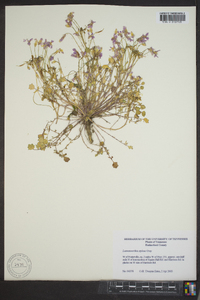 Leavenworthia stylosa image