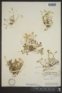 Leavenworthia stylosa image