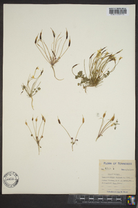 Leavenworthia stylosa image