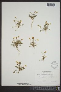 Leavenworthia stylosa image