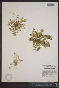 Leavenworthia stylosa image