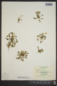 Leavenworthia stylosa image