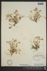Leavenworthia stylosa image