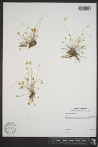 Leavenworthia stylosa image