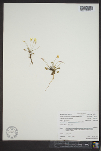 Leavenworthia stylosa image