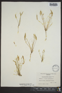 Leavenworthia stylosa image