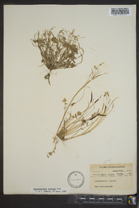 Leavenworthia stylosa image