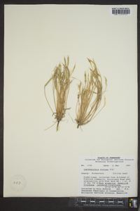 Leavenworthia stylosa image