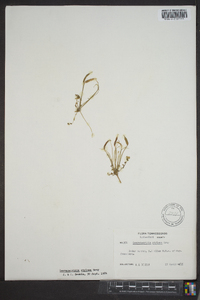 Leavenworthia stylosa image