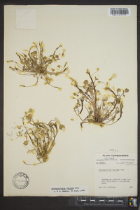 Leavenworthia stylosa image
