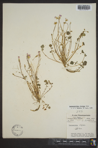 Leavenworthia stylosa image