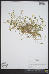 Leavenworthia stylosa image