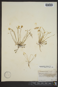 Leavenworthia stylosa image